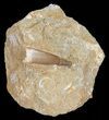 Fossil Plesiosaur (Zarafasaura) Tooth In Rock #56418-1